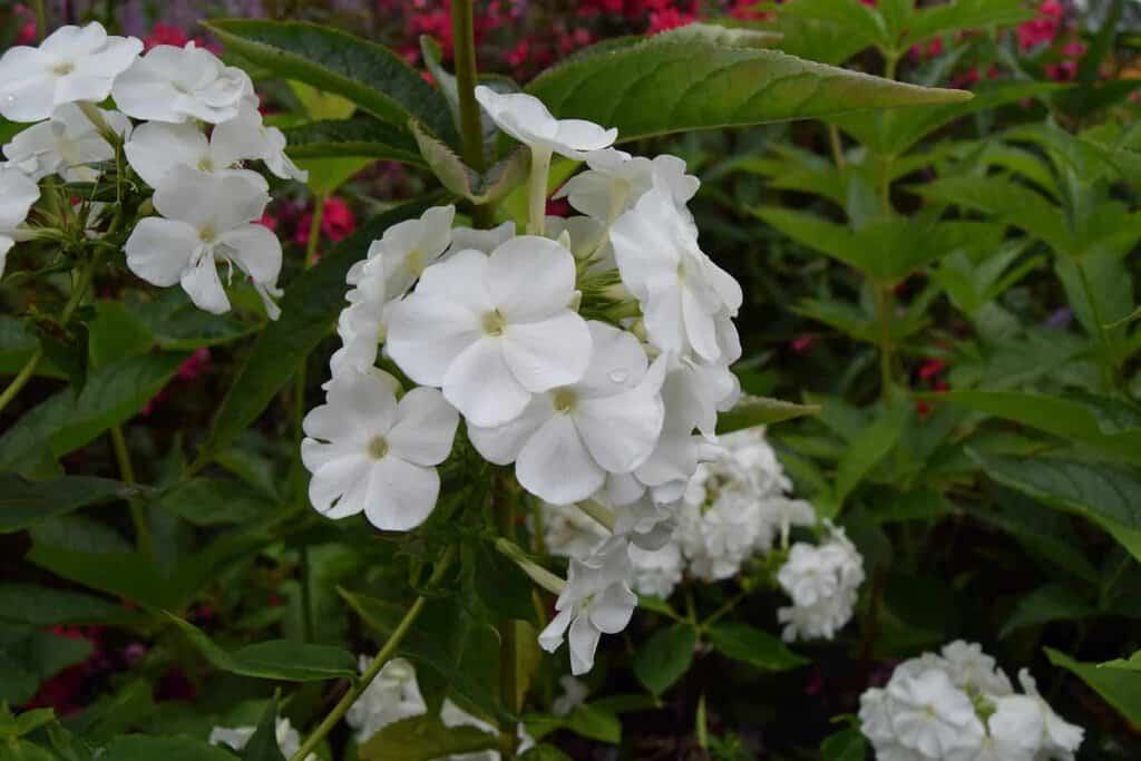 Phlox paniculata 'White Admiral' ---